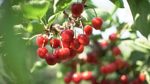 樱桃视频官网,探索短视频新天地，畅享精彩内容盛宴